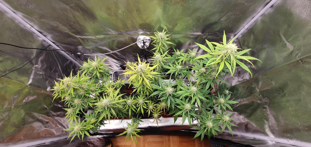🍒First Growbox Grow Cherry Zoap Auto. Week 6 - 6 Days Later