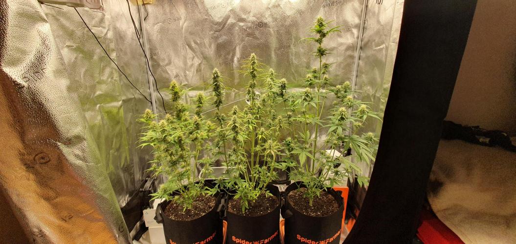 🍒First Growbox Grow Cherry Zoap Auto. Week 6 - 6 Days Later
