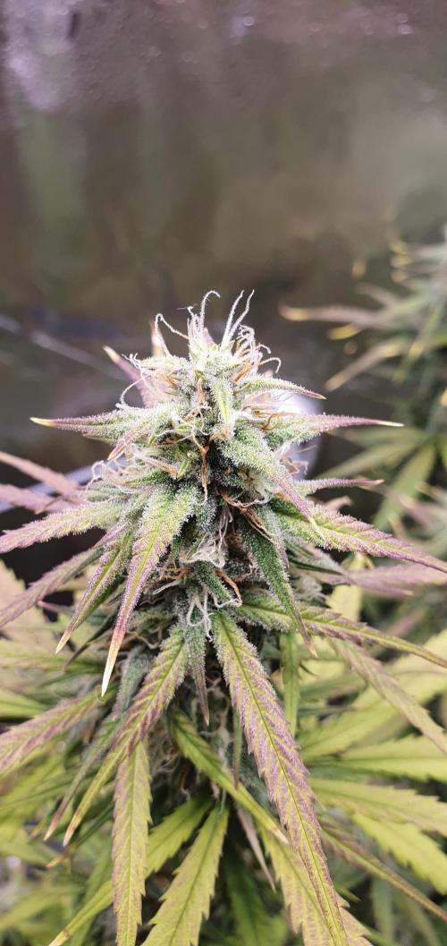 🍒First Growbox Grow Cherry Zoap Auto. Week 7