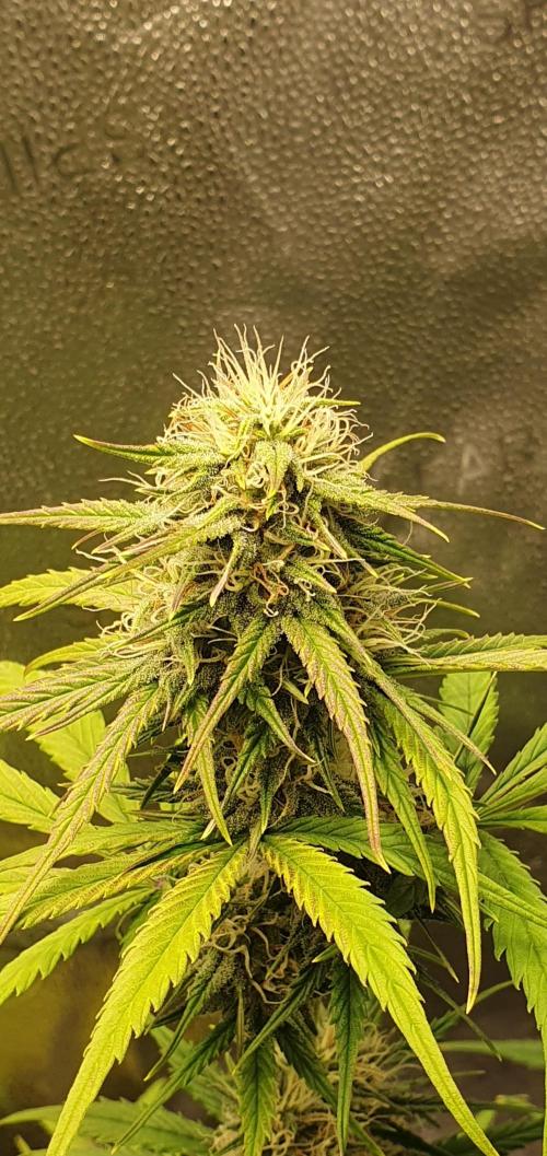 🍒First Growbox Grow Cherry Zoap Auto. Week 7
