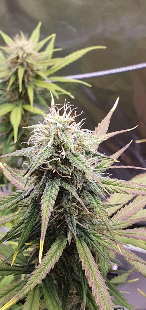 🍒First Growbox Grow Cherry Zoap Auto. Week 7