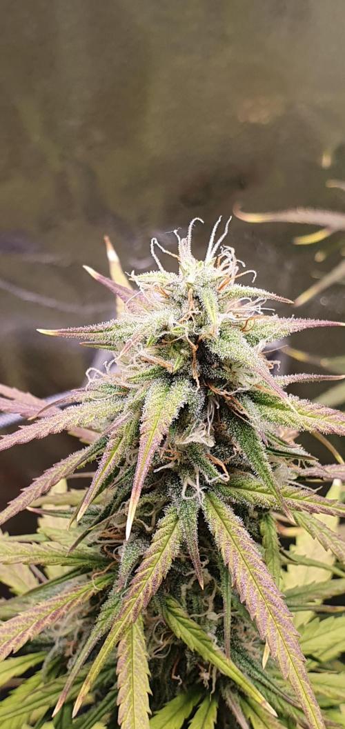 🍒First Growbox Grow Cherry Zoap Auto. Week 7