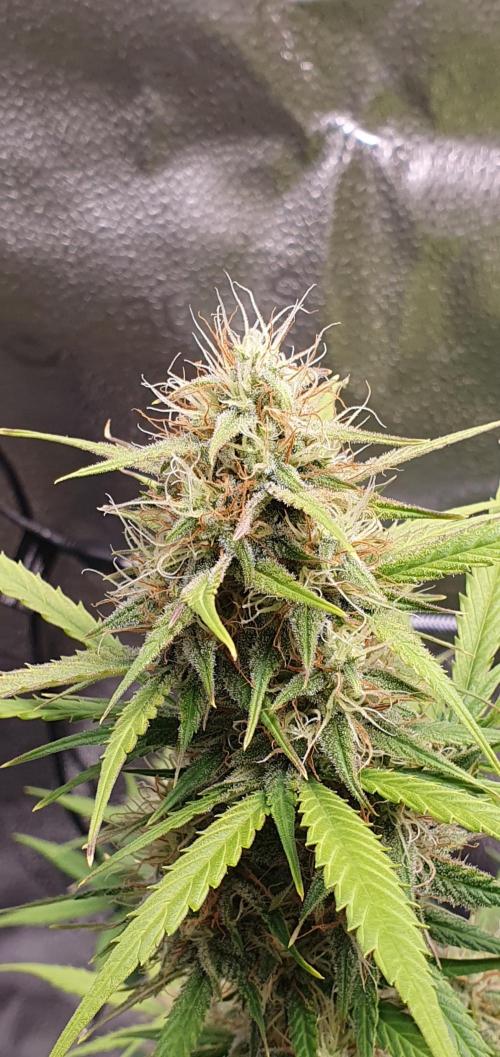 🍒First Growbox Grow Cherry Zoap Auto. Week 7