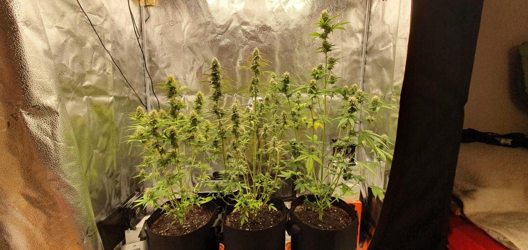 🍒First Growbox Grow Cherry Zoap Auto. Week 7