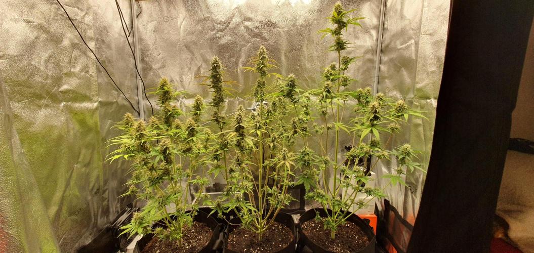 🍒First Growbox Grow Cherry Zoap Auto. Week 7