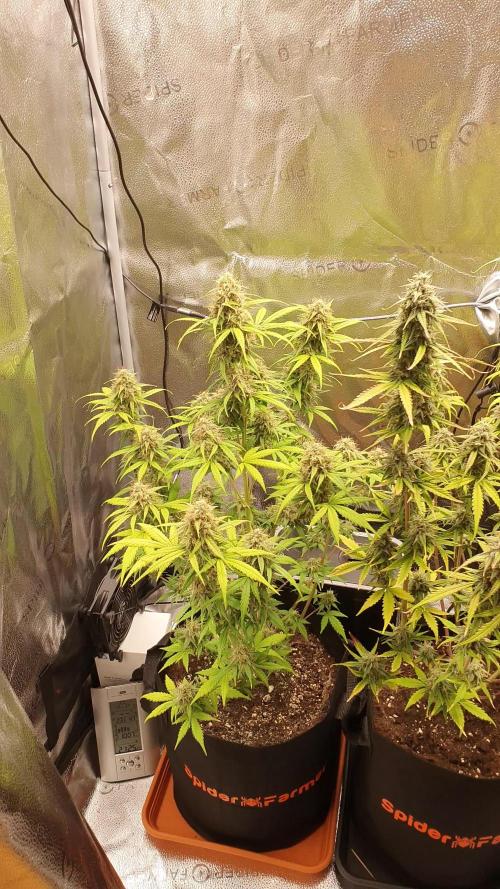 First ever Growbox Grow Cherry Zoap Auto