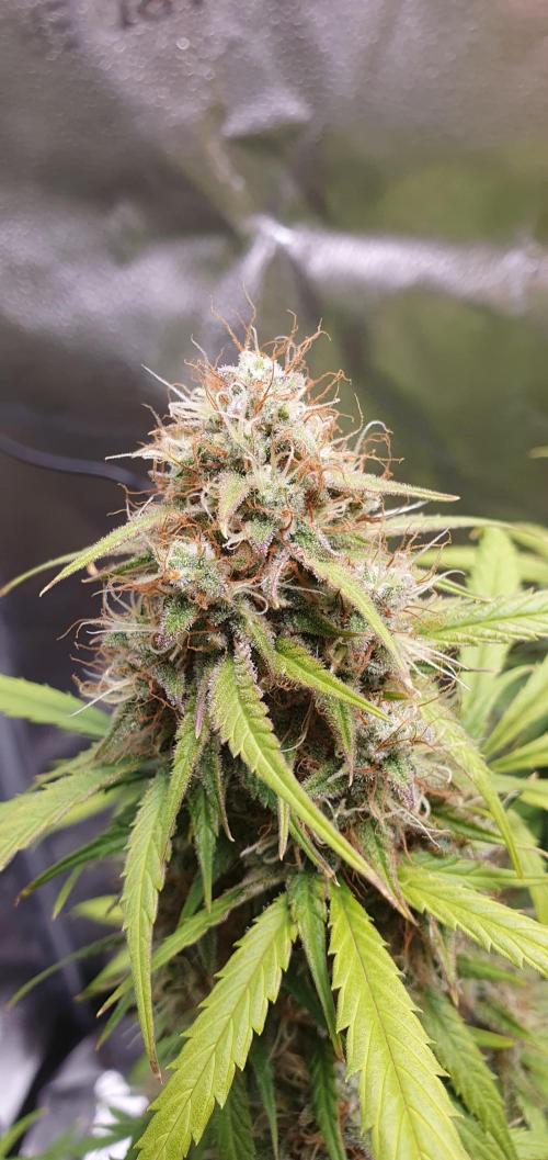 🍒First Growbox Grow Cherry Zoap Auto. Week 8