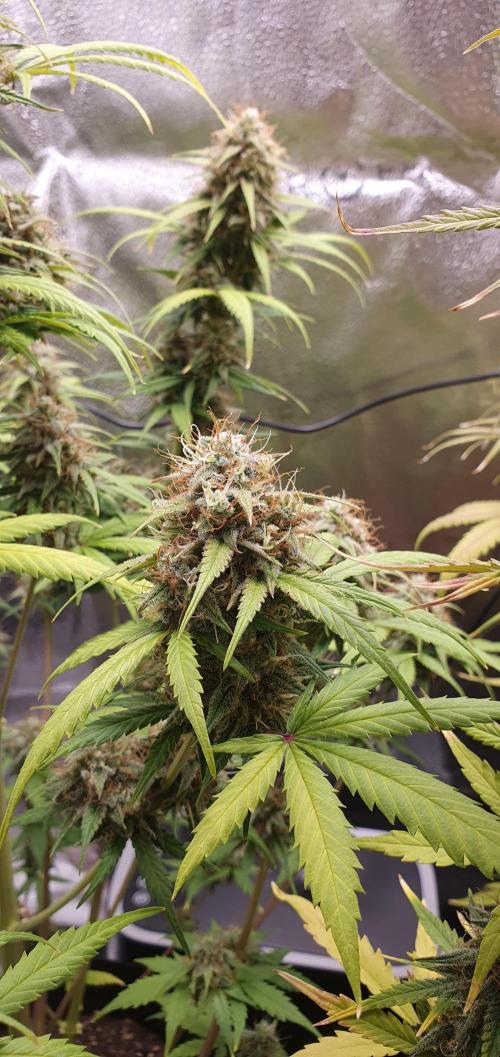 🍒First Growbox Grow Cherry Zoap Auto. Week 8