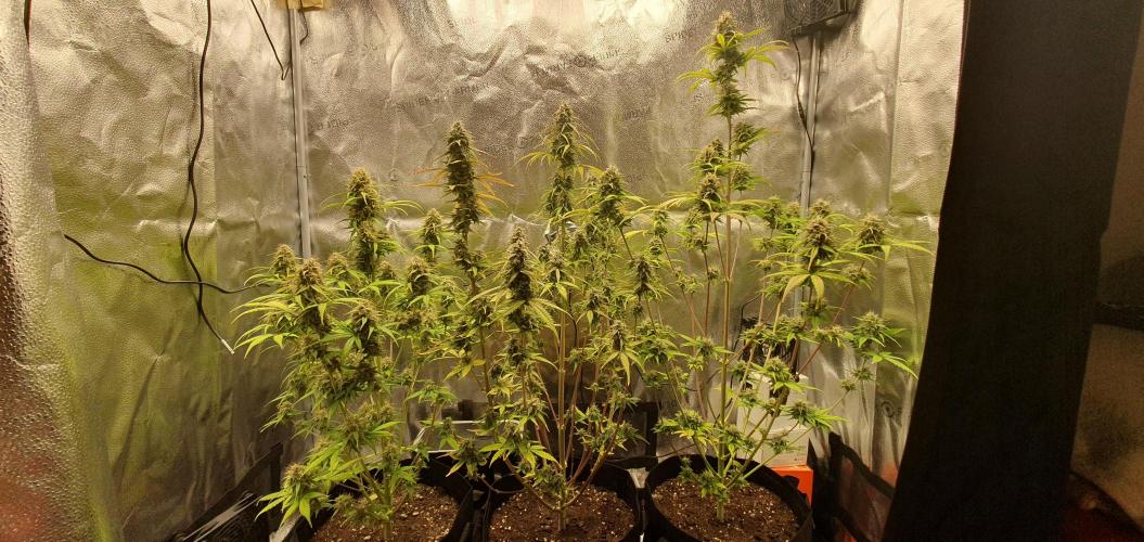 🍒First Growbox Grow Cherry Zoap Auto. Week 8