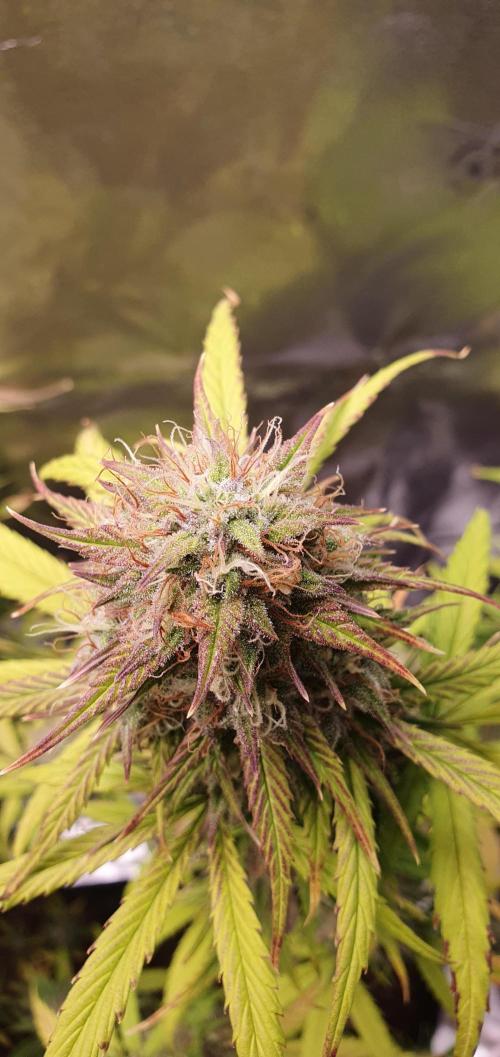🍒First Growbox Grow Cherry Zoap Auto. Week 8 - the colors are so nice