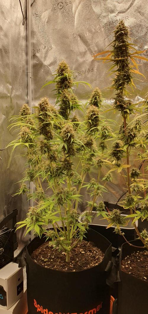 🍒First Growbox Grow Cherry Zoap Auto. Week 8 - 1 Plant