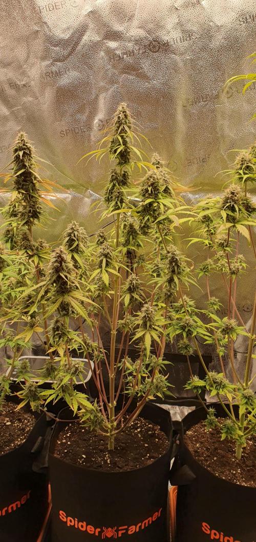 🍒First Growbox Grow Cherry Zoap Auto. Week 8 - 2 Plant