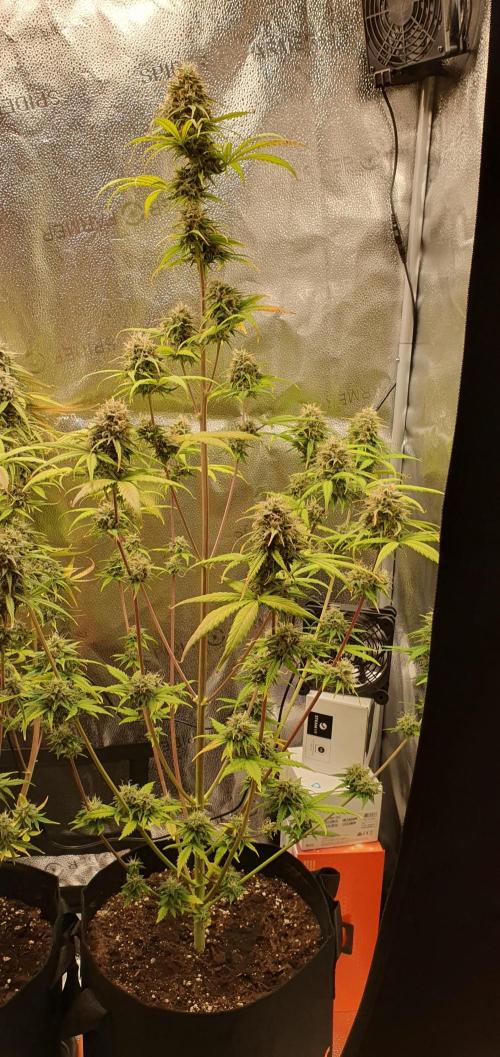 🍒First Growbox Grow Cherry Zoap Auto. Week 8 - 3 Plant