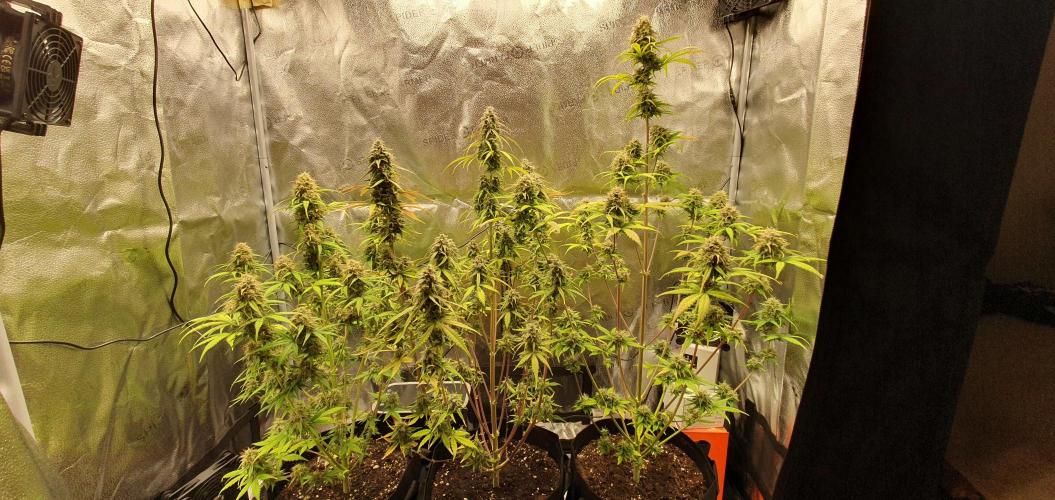 🍒First Growbox Grow Cherry Zoap Auto. Week 8