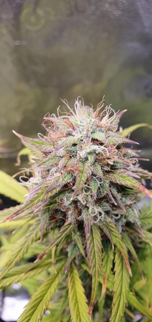 🍒First Growbox Grow Cherry Zoap Auto. Week 8