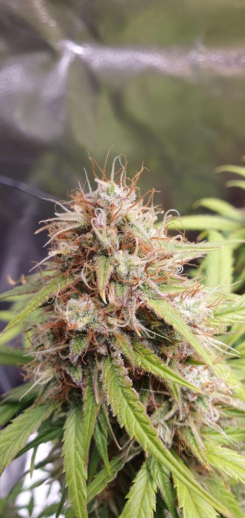 🍒First Growbox Grow Cherry Zoap Auto. Week 8