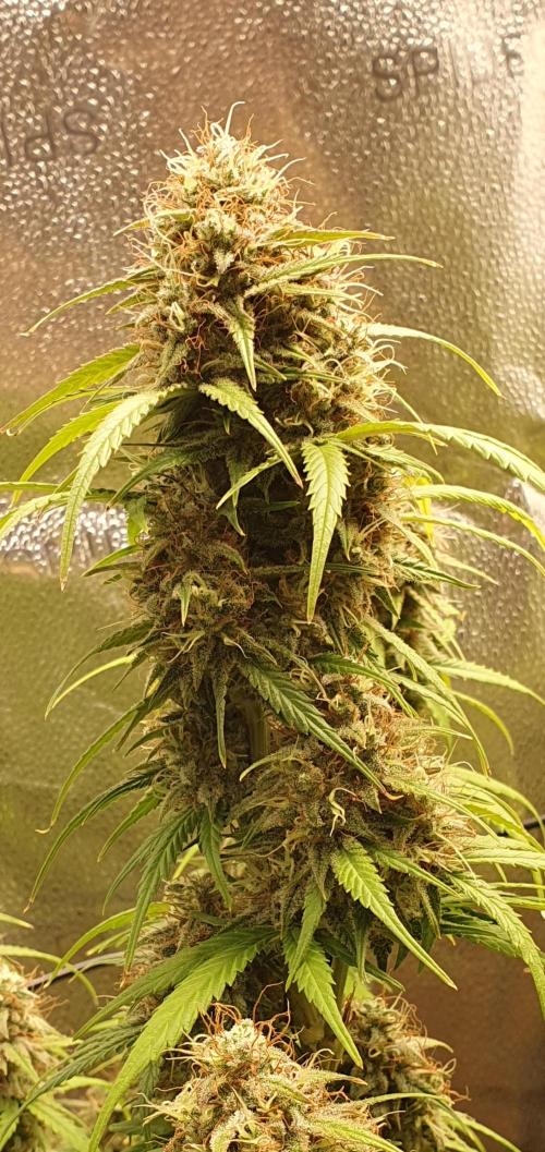 🍒First Growbox Grow Cherry Zoap Auto. Week 8 - Such a FAT Bud hahahaha 😂