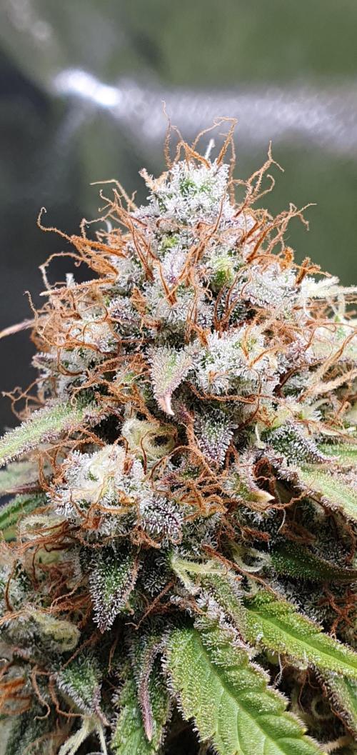 🍒First Growbox Grow Cherry Zoap Auto. Week 9