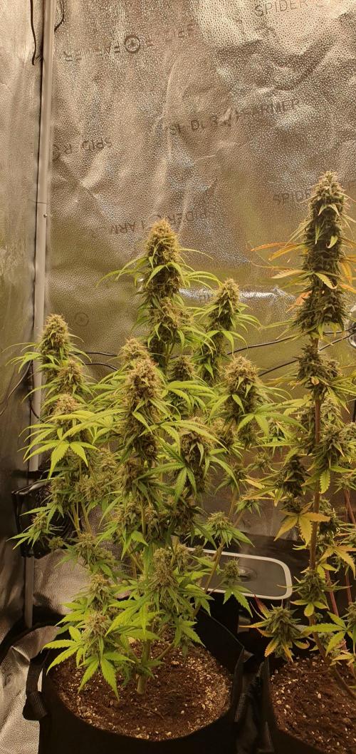 🍒First Growbox Grow Cherry Zoap Auto. Week 9 - 1 Plant