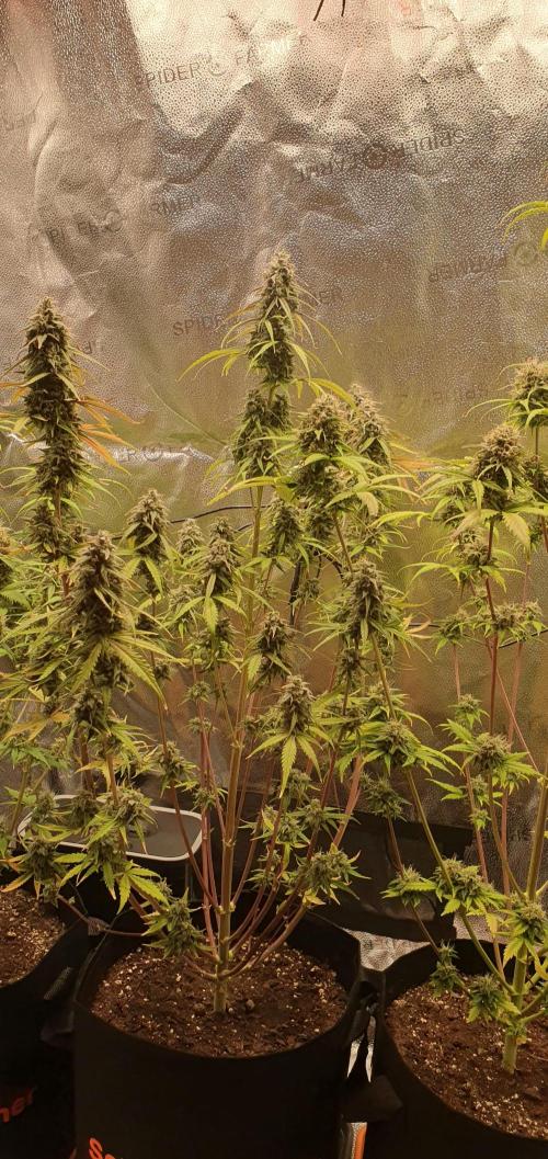 🍒First Growbox Grow Cherry Zoap Auto. Week 9 - 2 Plant