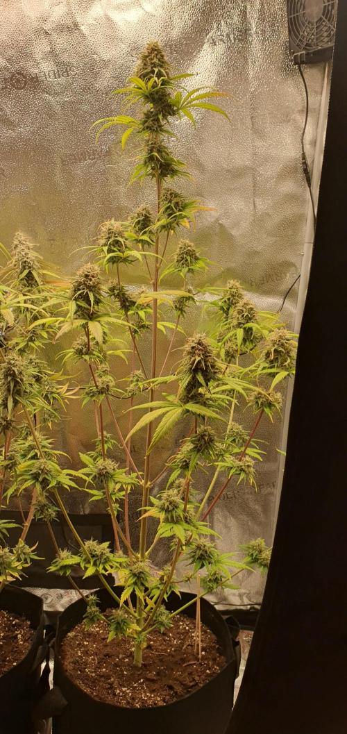 🍒First Growbox Grow Cherry Zoap Auto. Week 9 - 3 Plant
