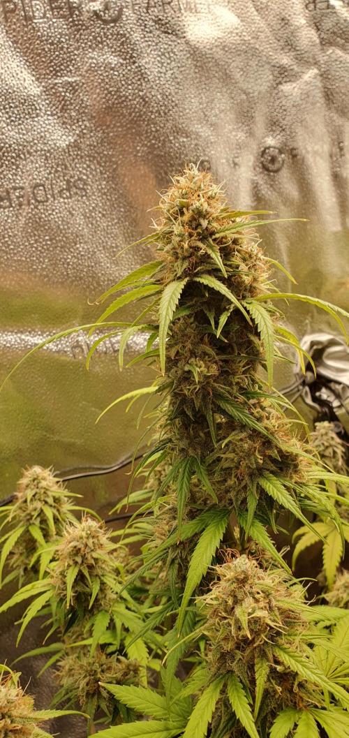 🍒First Growbox Grow Cherry Zoap Auto. Week 9 - this fat bud is crazy haha