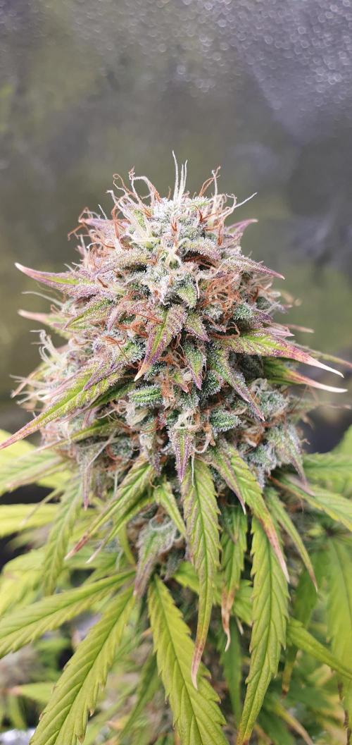🍒First Growbox Grow Cherry Zoap Auto. Week 9