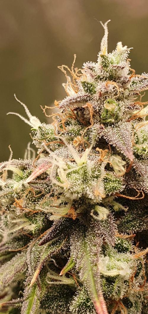 🍒First Growbox Grow Cherry Zoap Auto. Week 9
