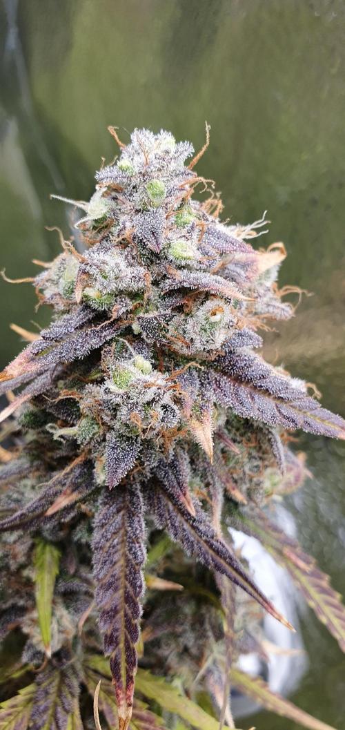 🍒First Growbox Grow Cherry Zoap Auto. Week 10 - THIS bud looks so nice 😍