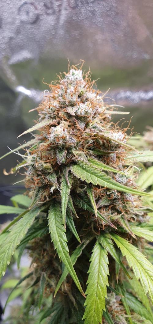 🍒First Growbox Grow Cherry Zoap Auto. Week 10