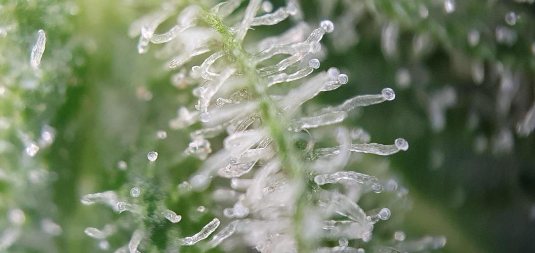 🍒First Growbox Grow Cherry Zoap Auto. Week 10 - close ups