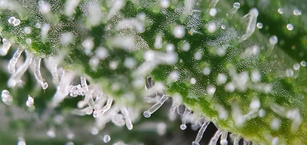 🍒First Growbox Grow Cherry Zoap Auto. Week 10 - close ups