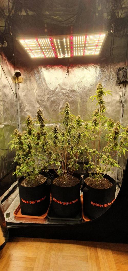 🍒First Growbox Grow Cherry Zoap Auto. Week 10 - all 3 plants
