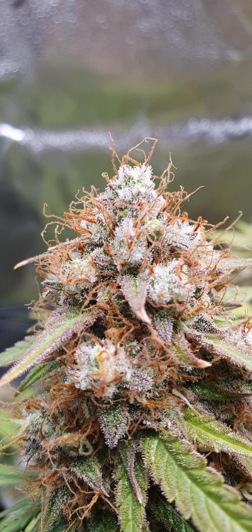 🍒First Growbox Grow Cherry Zoap Auto. Week 10
