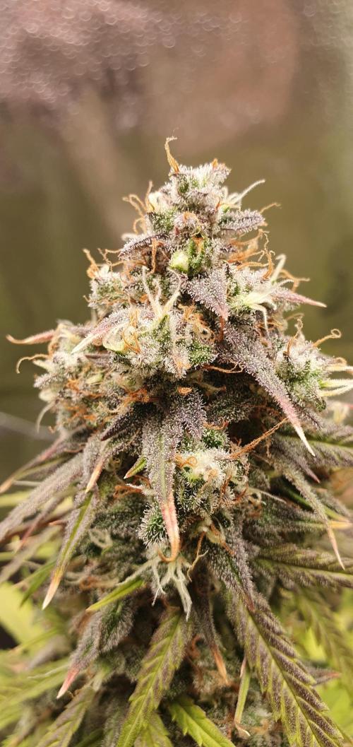 🍒First Growbox Grow Cherry Zoap Auto. Week 10