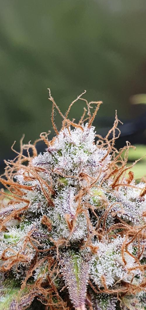 🍒First Growbox Grow Cherry Zoap Auto. Week 10