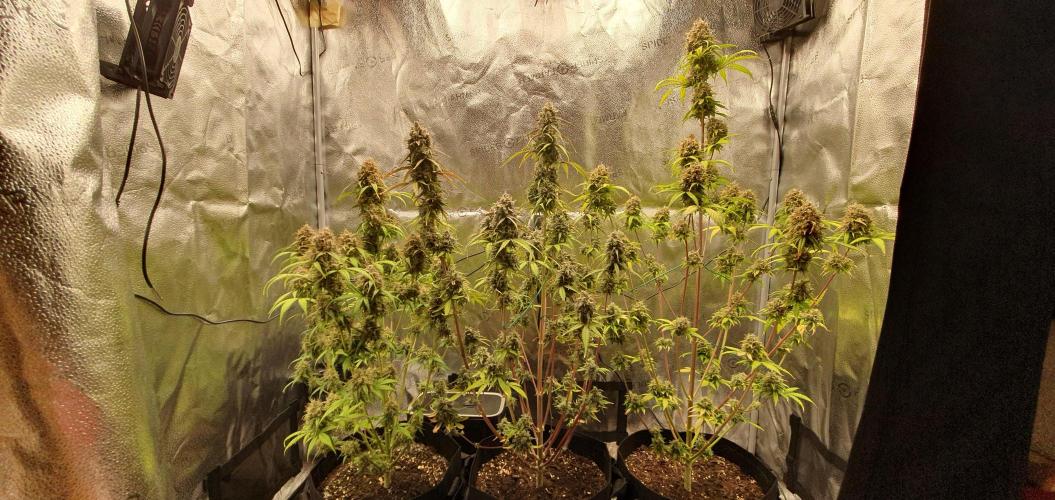 🍒First Growbox Grow Cherry Zoap Auto. Week 10 - all 3 plants