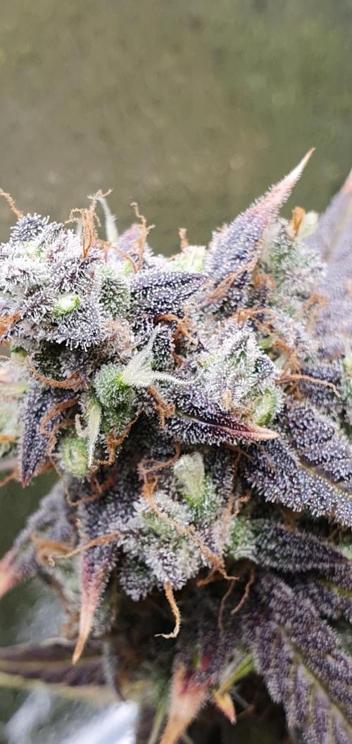 🍒First Growbox Grow Cherry Zoap Auto. Week 10