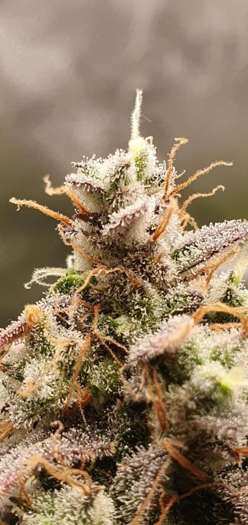 🍒First Growbox Grow Cherry Zoap Auto. Week 10 - Insane amount of trichomes :D