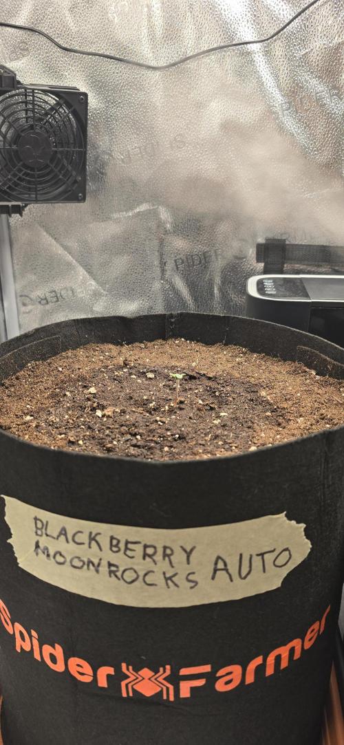 🔥3 Strains Chaos - Anesia Seeds grow. Week 1 - Blackberry Moonrocks Auto