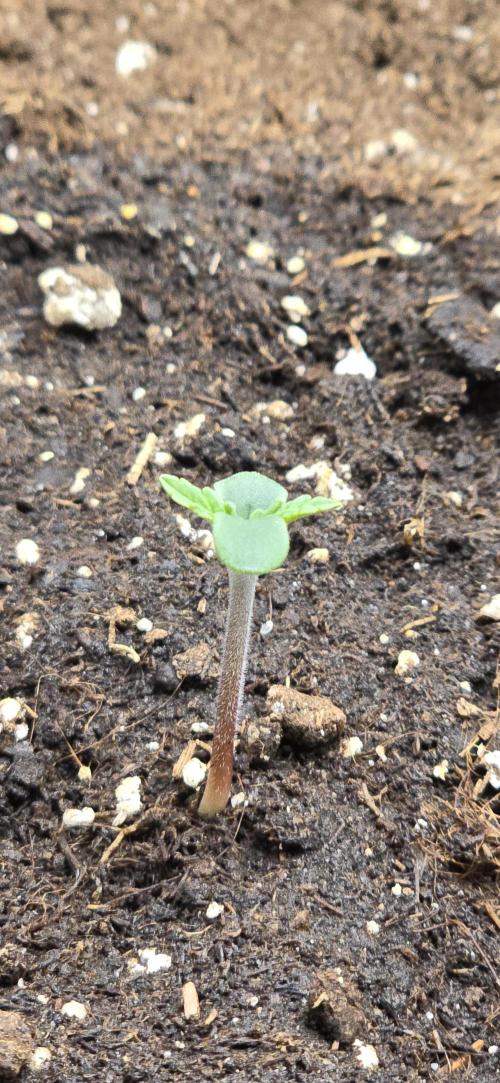 🔥3 Strains Chaos - Anesia Seeds grow. Week 1 - Blackberry Moonrocks Auto Day 1
