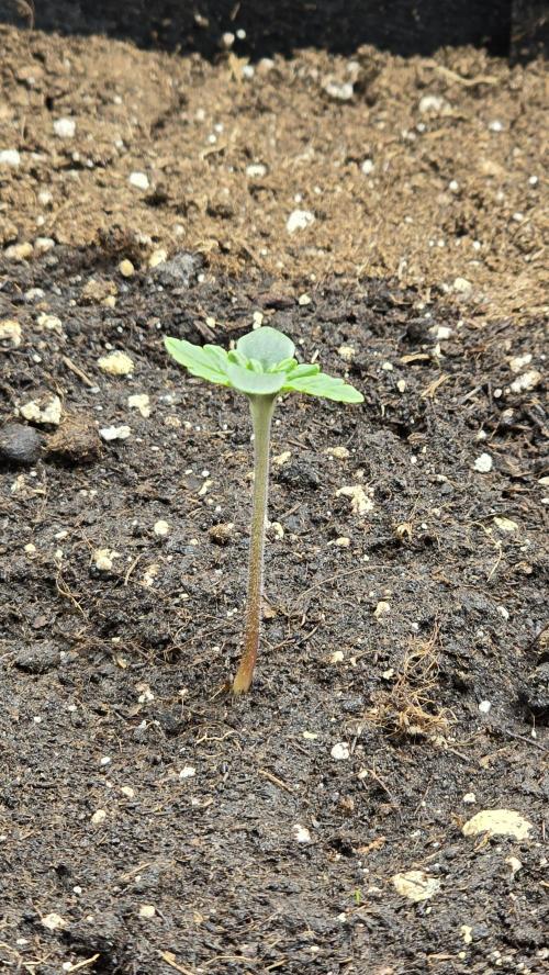 🔥3 Strains Chaos - Anesia Seeds grow. Week 1 - Blackberry Moonrocks Auto Day 2