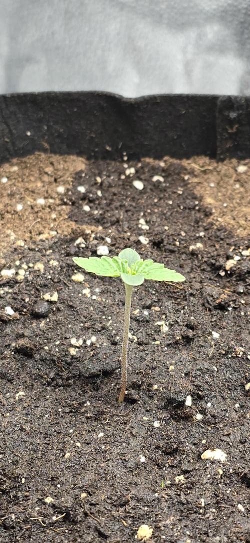 🔥3 Strains Chaos - Anesia Seeds grow. Week 1 - Blackberry Moonrocks Auto Day 3