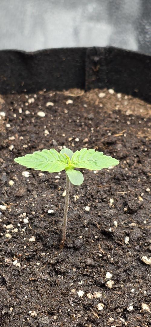 🔥3 Strains Chaos - Anesia Seeds grow. Week 1 - Blackberry Moonrocks Auto Day 4