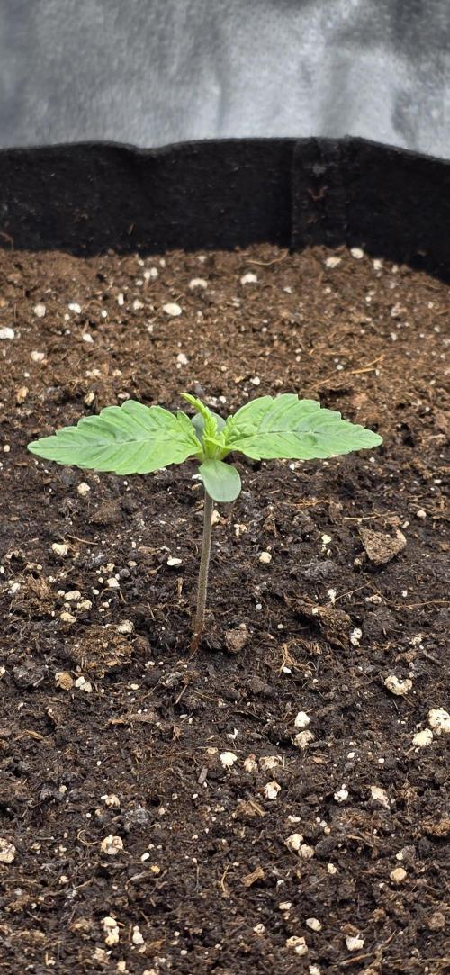 🔥3 Strains Chaos - Anesia Seeds grow. Week 1 - Blackberry Moonrocks Auto Day 5