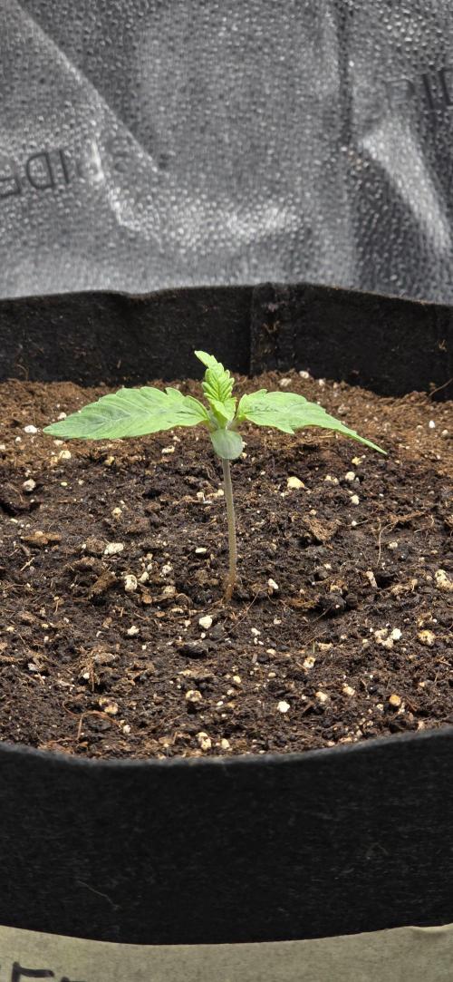 🔥3 Strains Chaos - Anesia Seeds grow. Week 1 - Blackberry Moonrocks Auto Day 6