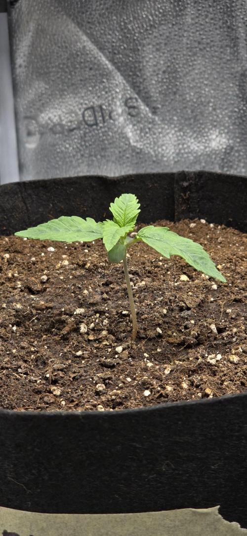 🔥3 Strains Chaos - Anesia Seeds grow. Week 1 - Blackberry Moonrocks Auto Day 7
