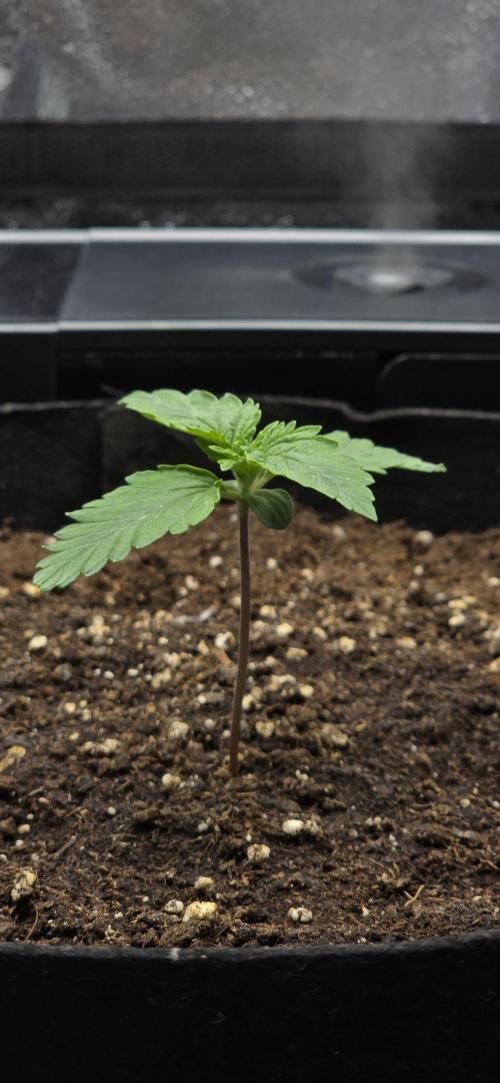 🔥3 Strains Chaos - Anesia Seeds grow. Week 1 - Imperium X Auto Day 7