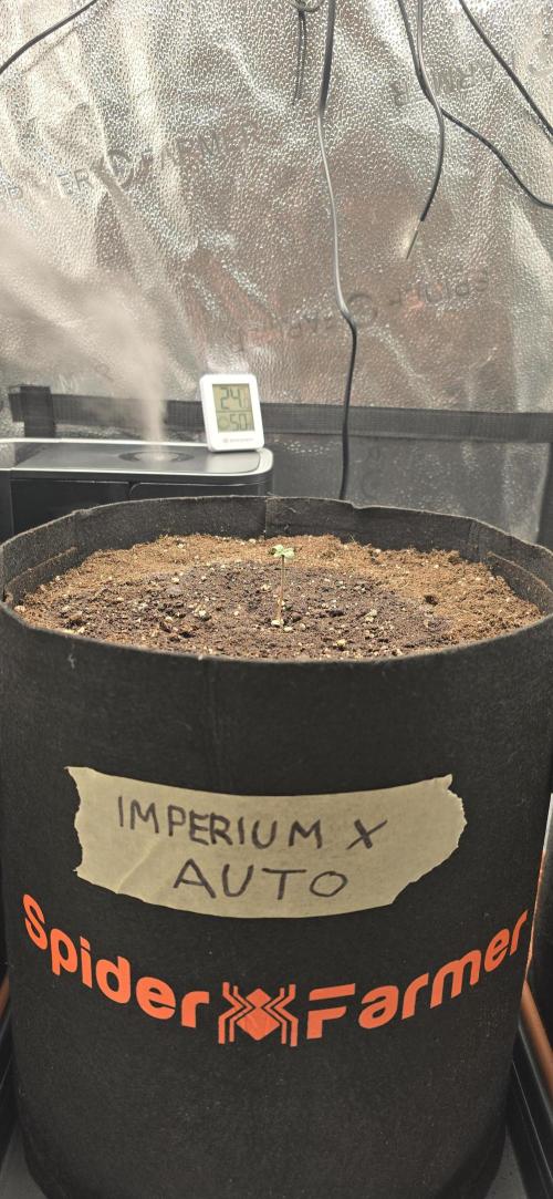 🔥3 Strains Chaos - Anesia Seeds grow. Week 1 - Imperium X Auto