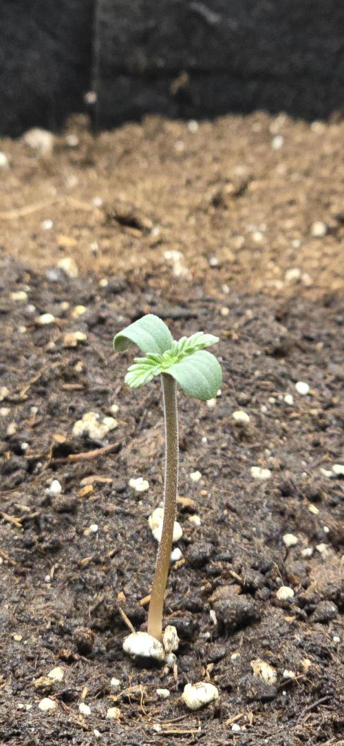 🔥3 Strains Chaos - Anesia Seeds grow. Week 1 - Imperium X Auto Day 1 